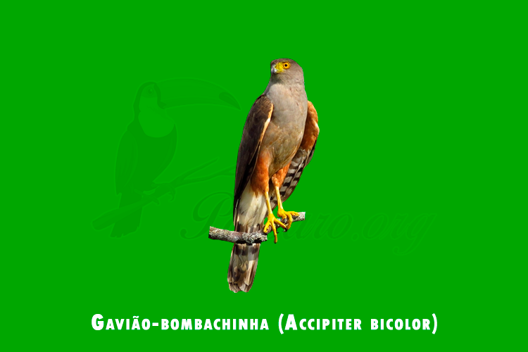 gaviao-bombachinha ( accipiter bicolor)