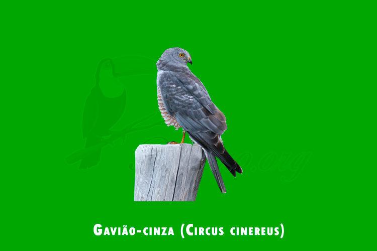 gaviao-cinza (circus cinereus )