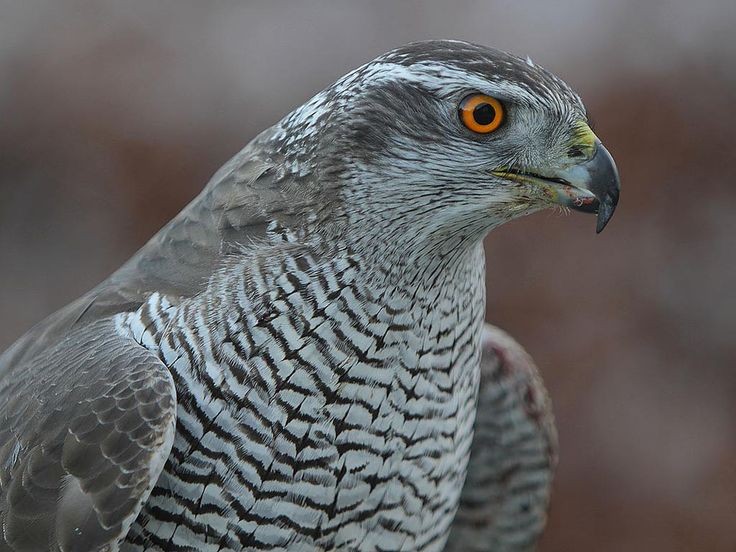 gaviao-cinza