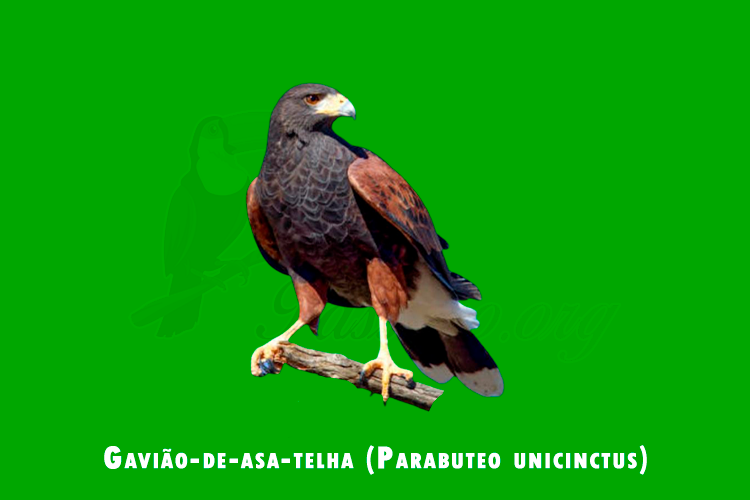 gaviao-de-asa-telha (parabuteo unicinctus )