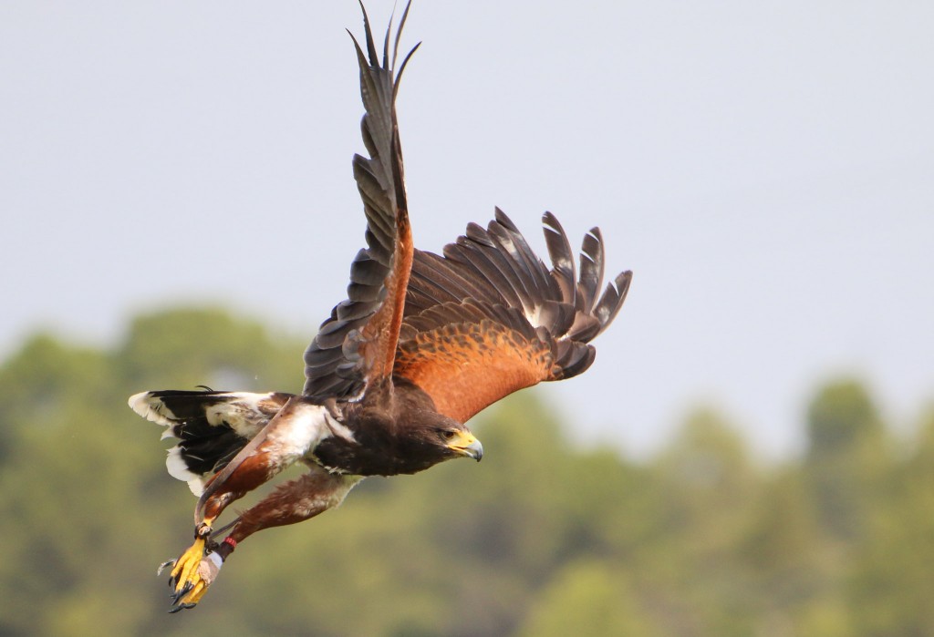 gaviao-de-asa-telha