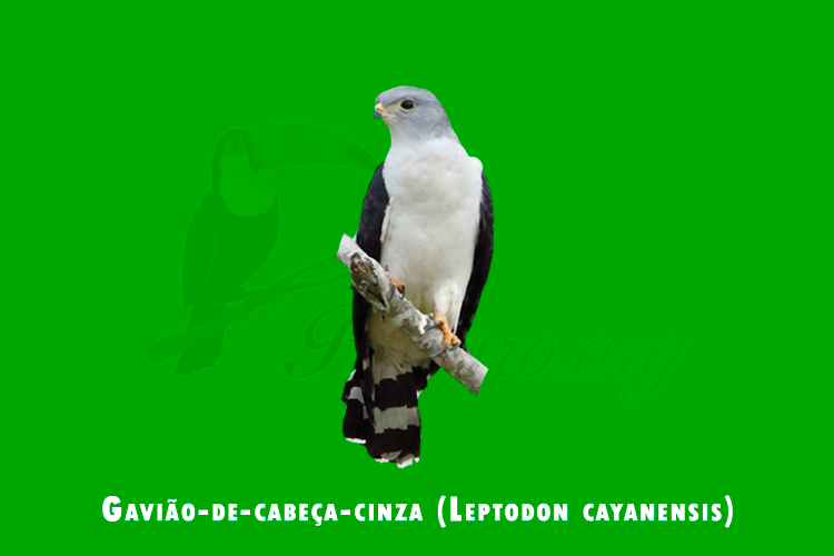 gaviao-de-cabeca-cinza (leptodon cayanensis )