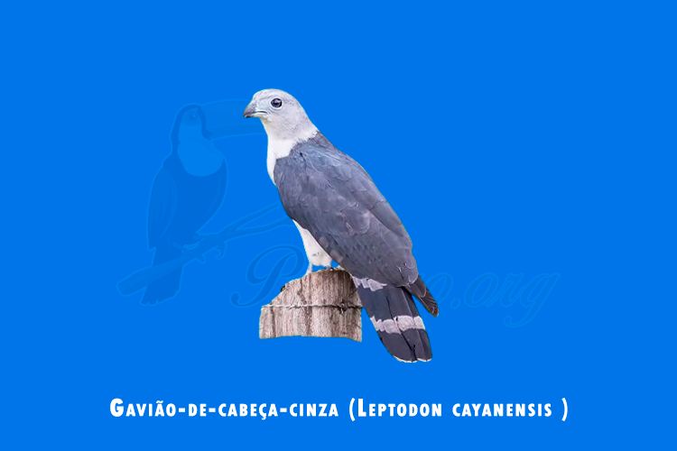 gaviao-de-cabeca-cinza ( leptodon cayanensis)