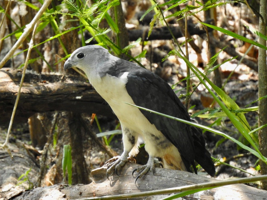 gaviao-de-cabeca-cinza