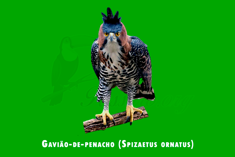 gaviao-de-penacho ( spizaetus ornatus)