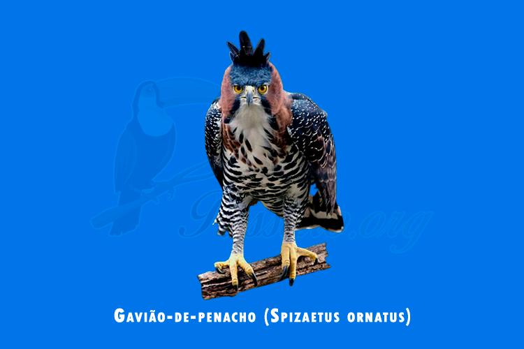 gaviao-de-penacho (spizaetus ornatus)