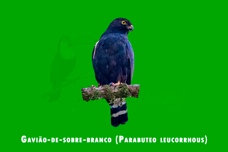 gaviao-de-sobre-branco ( parabuteo leucorrhous)