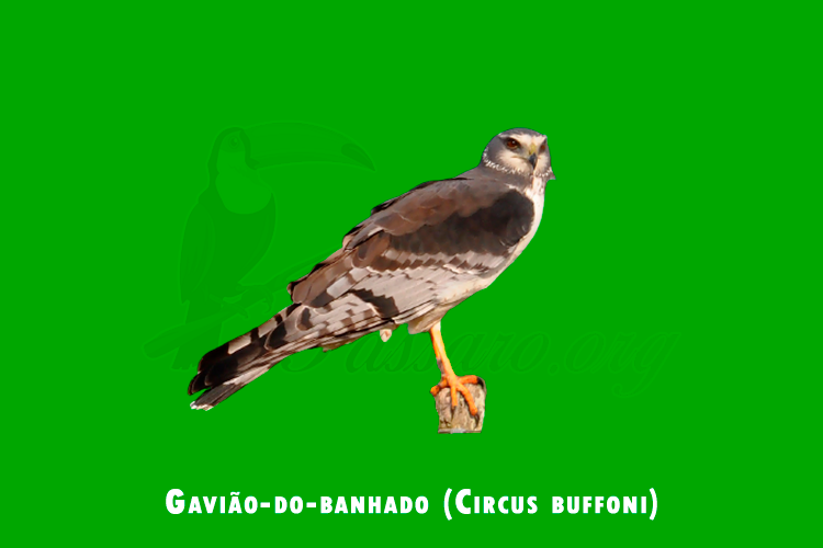 gaviao-do-banhado ( circus buffoni)