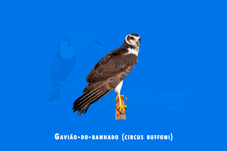 gaviao-do-banhado (circus buffoni)