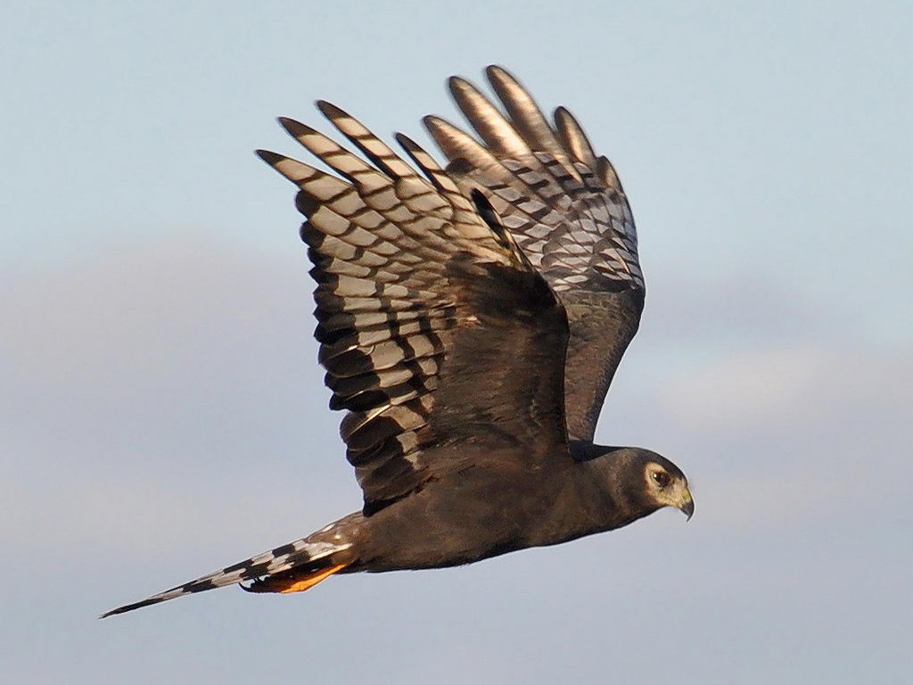 gaviao-do-banhado