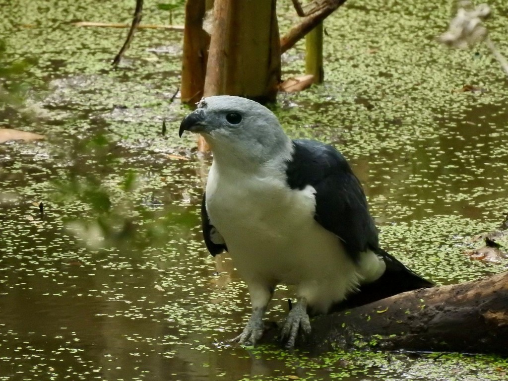 gaviao-gato-do-nordeste