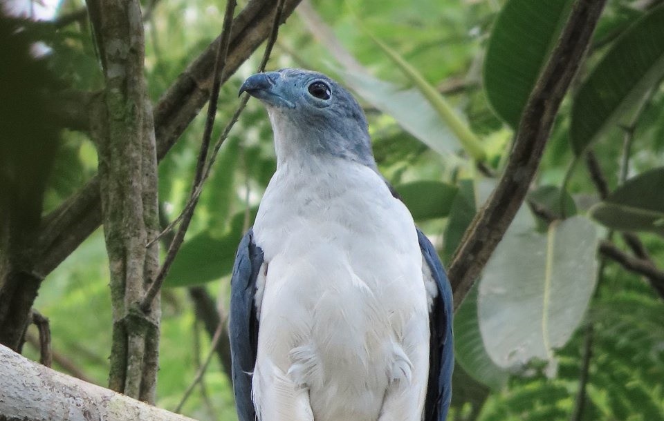 gaviao-gato-do-nordeste