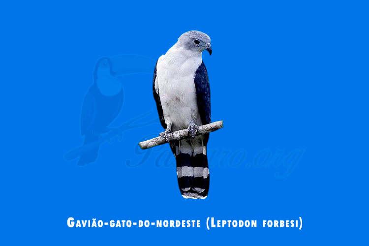 gaviao-gato-do-nordeste (leptodon forbesi) 