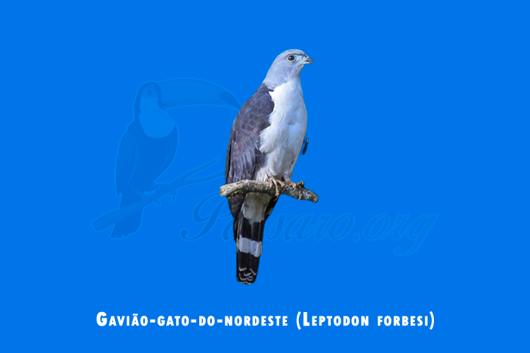 gaviao-gato-do-nordeste (leptodon forbesi)