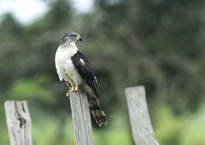 gaviao-gato-do-nordeste