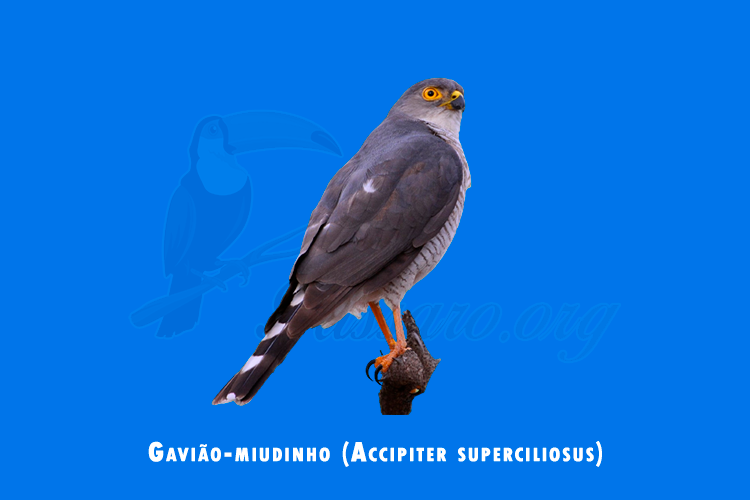 gaviao-miudinho (accipiter superciliosus )