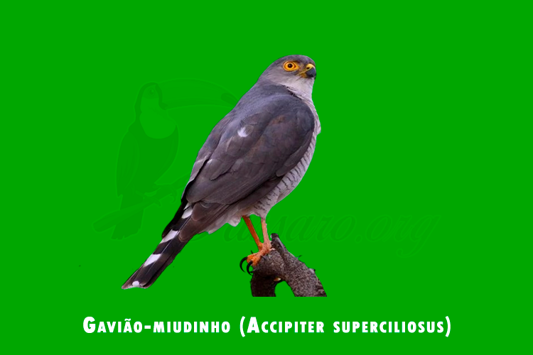 gaviao-miudinho (accipiter superciliosus ) 