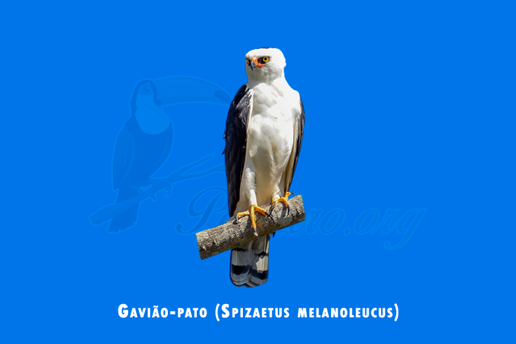 gaviao-pato ( Spizaetus melanoleucus)