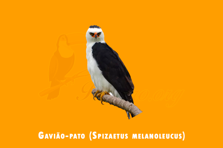 gaviao-pato (spizaetus melanoleucus)