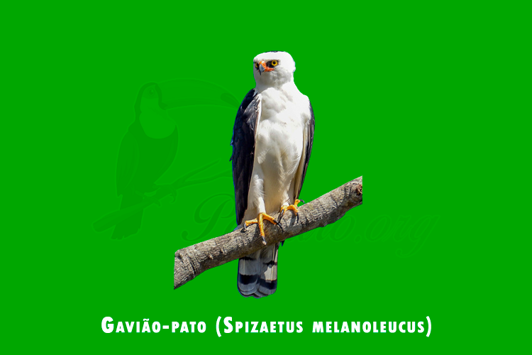 gaviao-pato (spizaetus melanoleucus