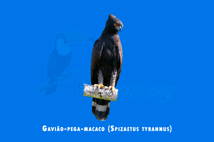 gaviao-pega-macaco ( spizaetus tyrannus )