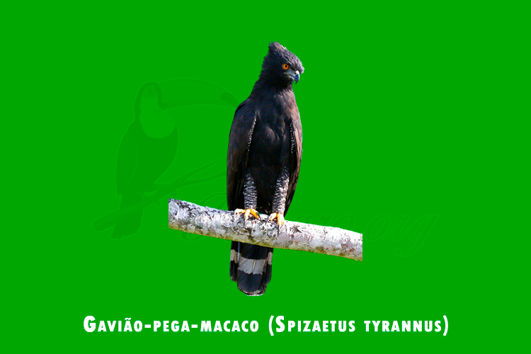 gaviao-pega-macaco ( spizaetus tyrannus)