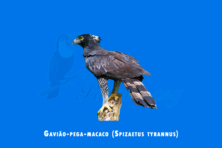 gaviao-pega-macaco (spizaetus tyrannus)