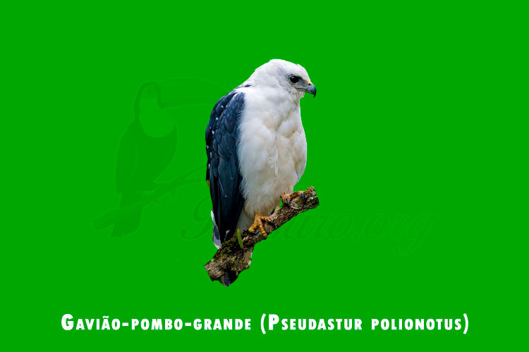 gaviao-pombo-grande (pseudastur polionotus )