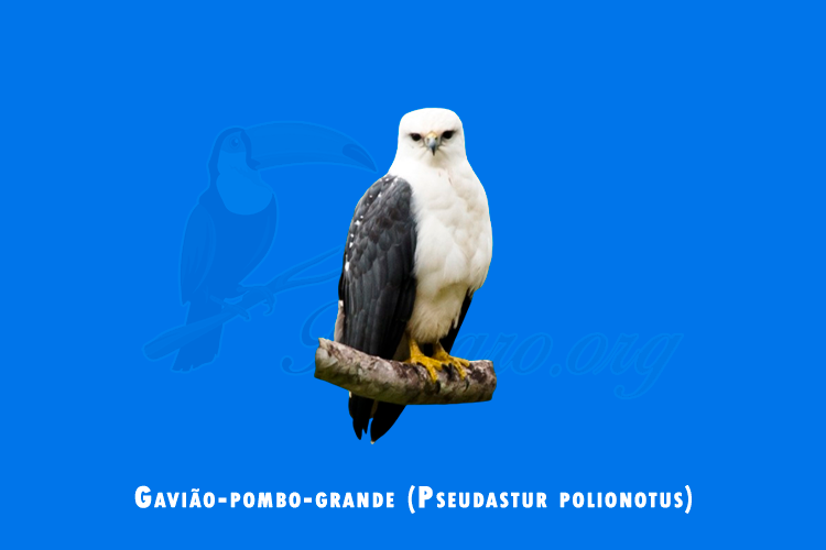 gaviao-pombo-grande ( pseudastur polionotus)
