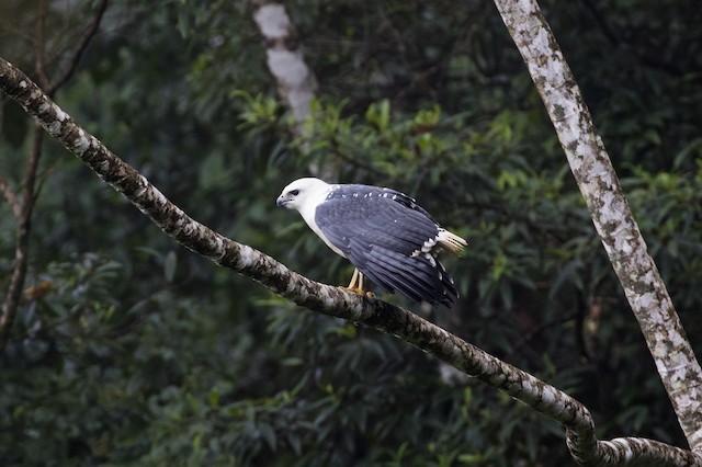 gaviao-pombo-grande