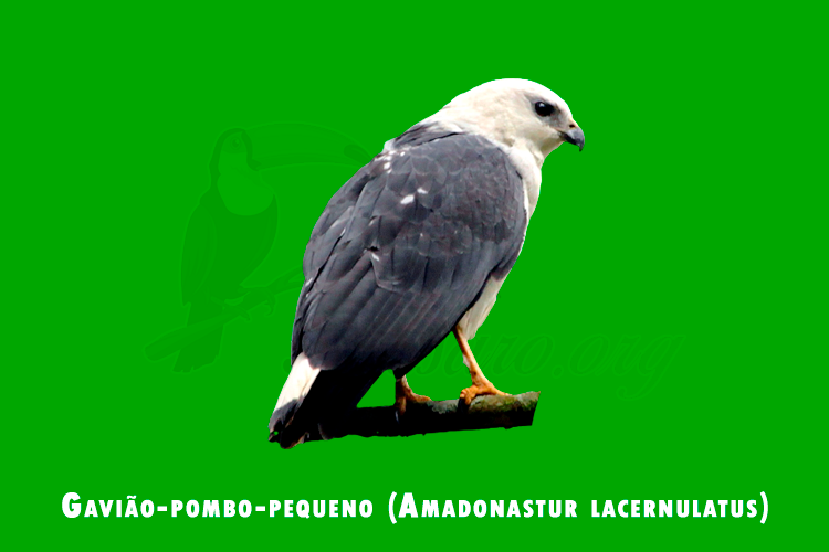 gaviao-pombo-pequeno (amadonastur lacernulatus )