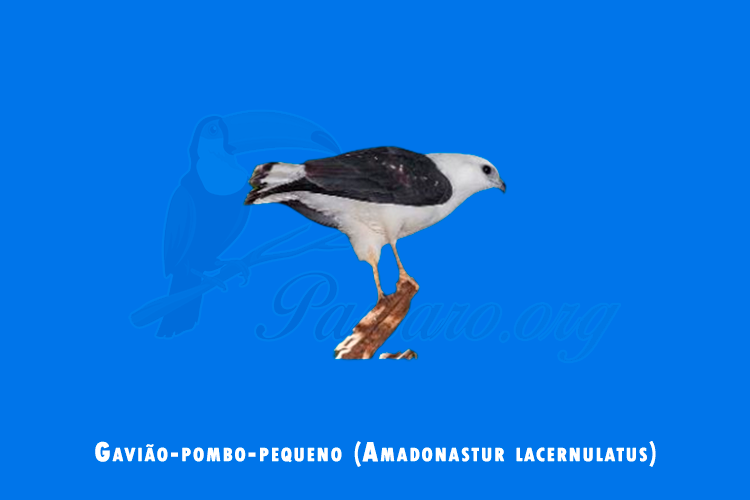 gaviao-pombo-pequeno ( amadonastur lacernulatus)