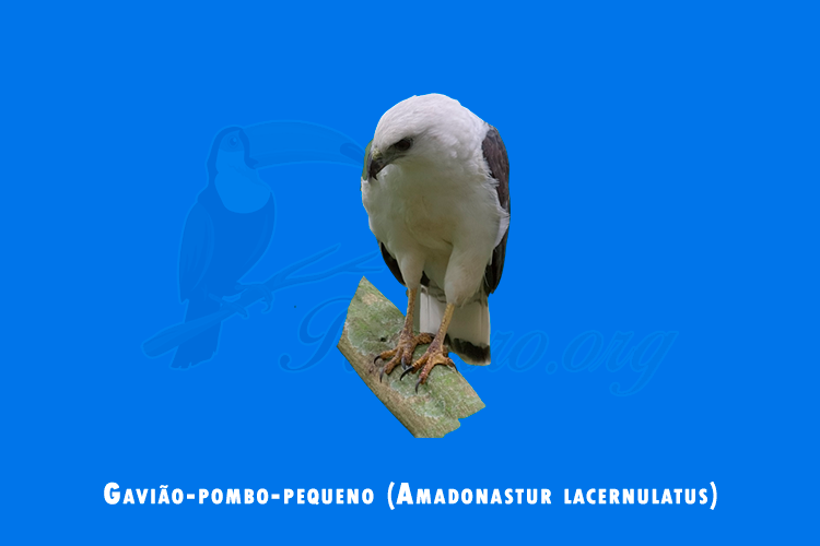 gaviao-pombo-pequeno (amadonastur lacernulatus)
