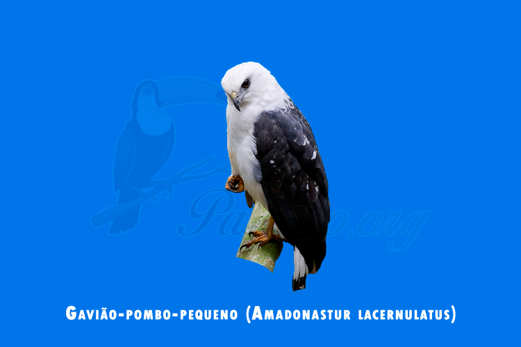 gaviao-pombo-pequeno (amadonastur lacernulatus)