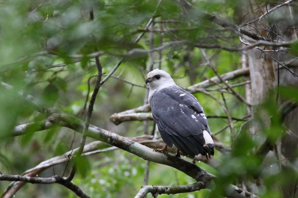 gaviao-pombo-pequeno