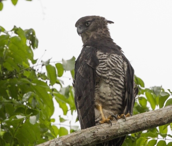 gaviao-real-falso