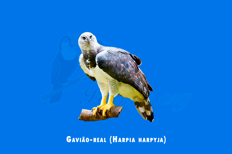 gaviao-real ( harpia harpyja )