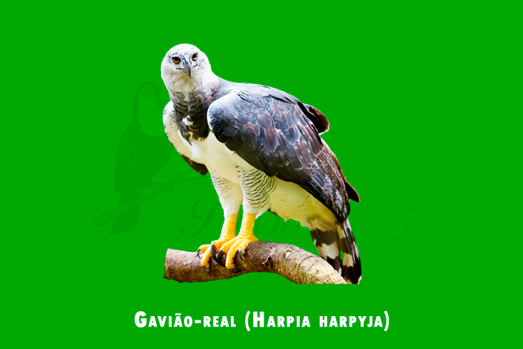 gaviao-real (harpia harpyja )