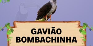 gaviao bombachinha