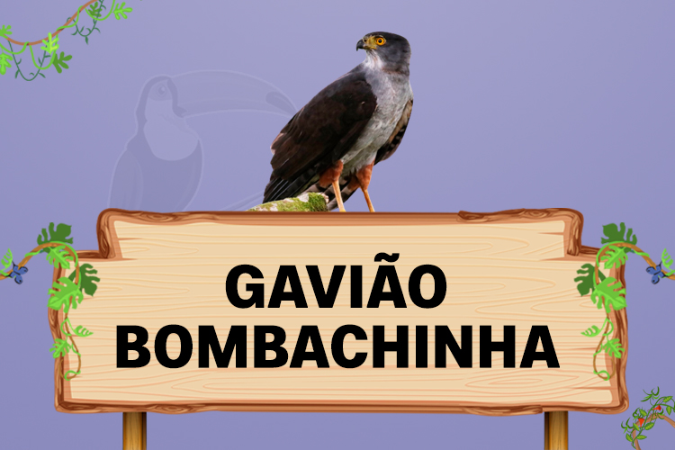 gaviao bombachinha