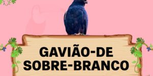 gaviao de sobre branco