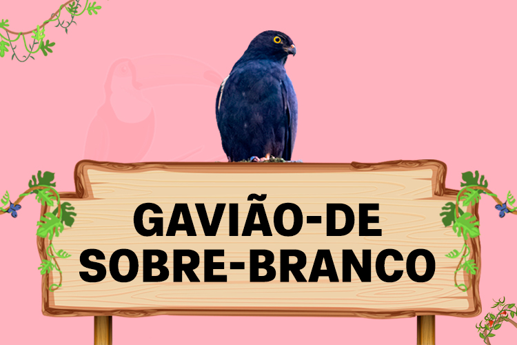 gaviao de sobre branco