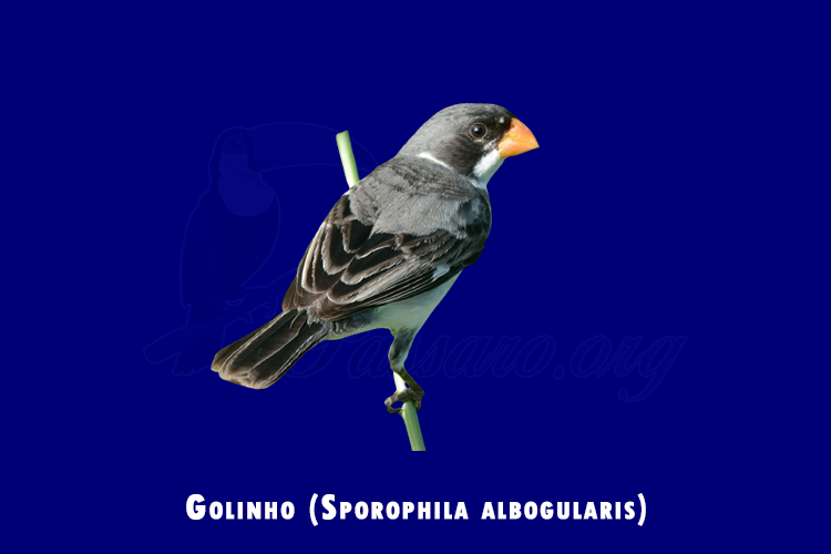 golinho (sporophila albogularis)