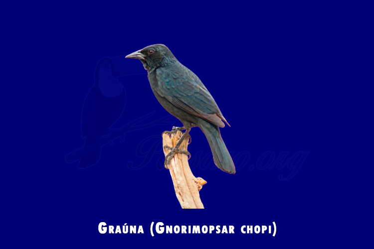 grauna ( gnorimopsar chopi)