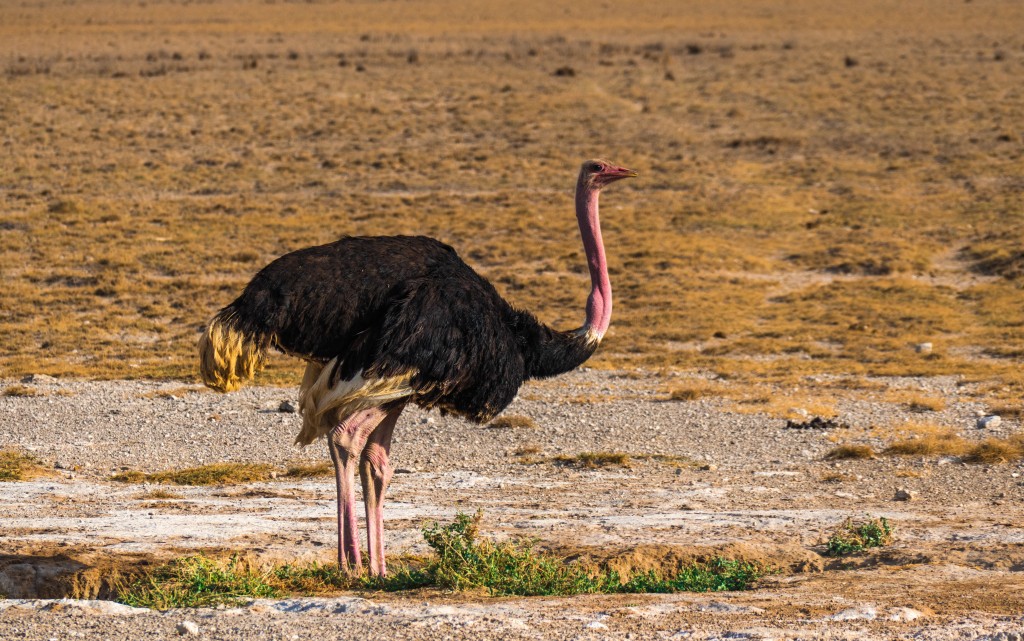habitat da avestruz da africa oriental