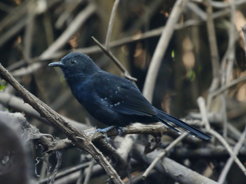 habitat do chororo-pocua