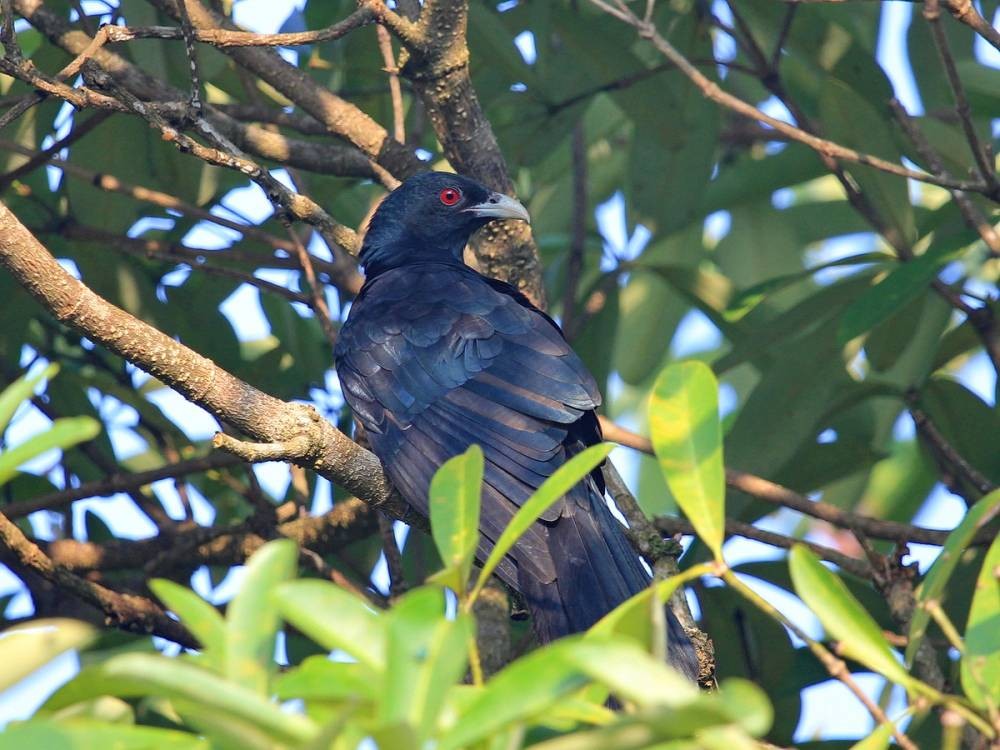 habitat do coel-asiatico