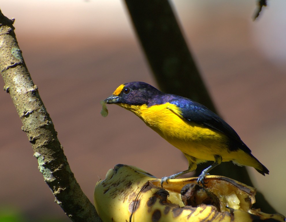 habitat do gaturamo-verdadeiro