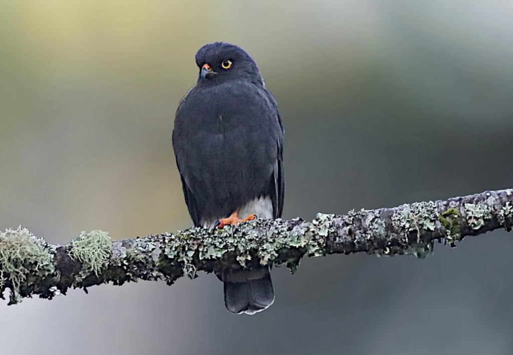 habitat do gaviao-de-sobre-branco