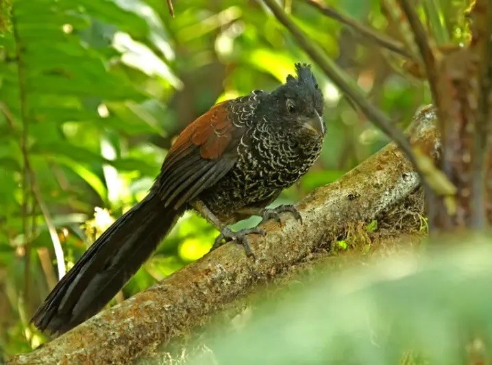 habitat do jacu-estalo